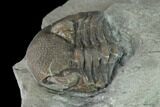 Bargain, Wide Enrolled Eldredgeops Trilobite - Silica Shale #137266-3